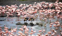 Forests, Father Flamingo And Arusha National Park